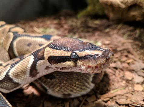 Ball Python