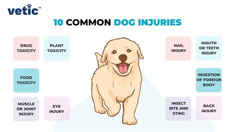  Causes of Dog Stick Injuries Trauma 