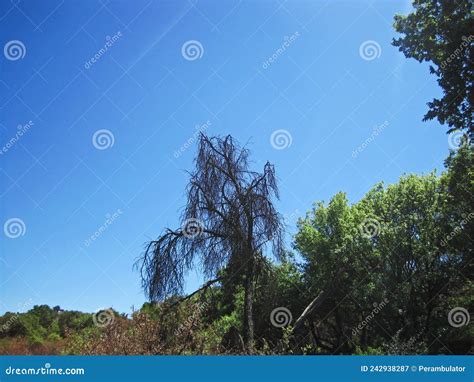 Dead Tree Standing Tall Against Blue Sky