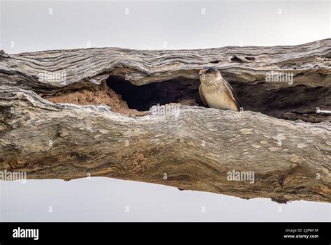 Dead Tree With Birds Nesting in Hollow