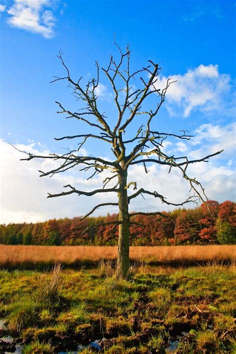 Dead Tree With Colorful Autumn Leaves