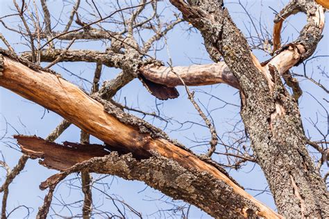 Dead Tree With Fallen Leaves at Its Base