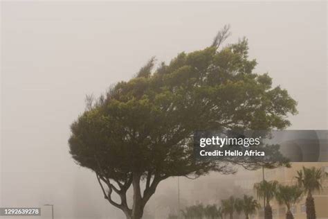 Dead Tree Withstanding Strong Winds