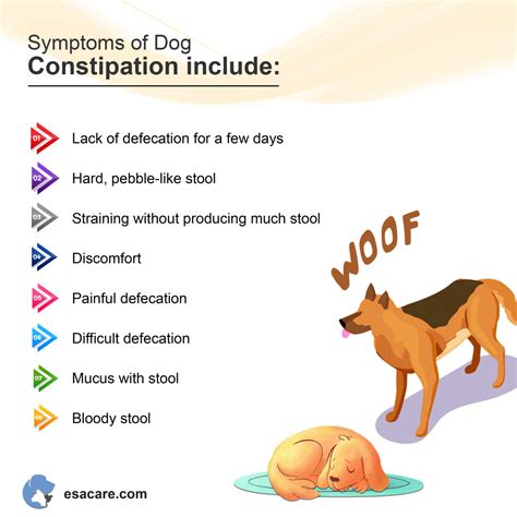 Dog constipation symptoms
