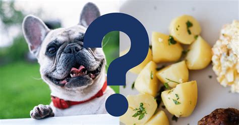 Dogs eating boiled potatoes