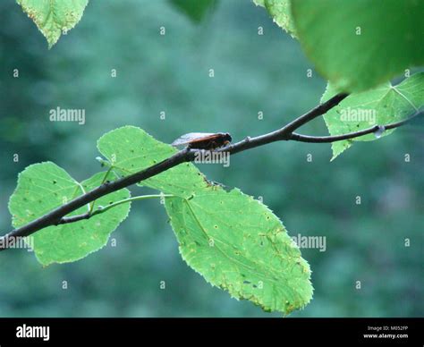 Ecological Significance of Periodical Cicadas