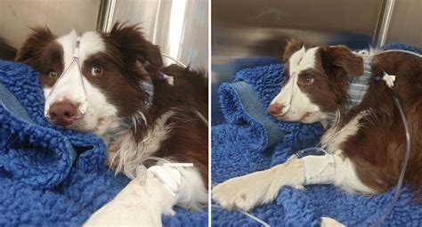  Effects of Dog Stick Injuries Trauma 