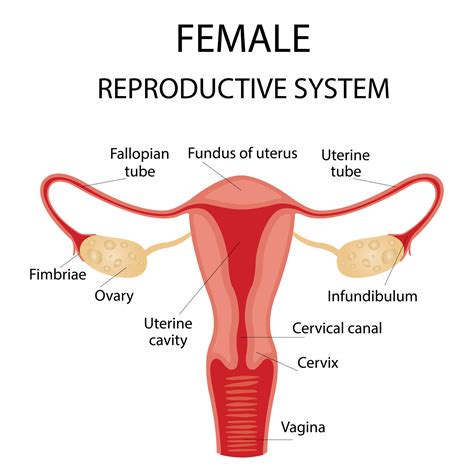 Female Reproductive System
