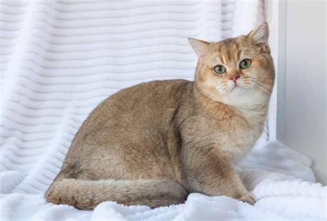 Harga Adopsi Kucing British Shorthair 