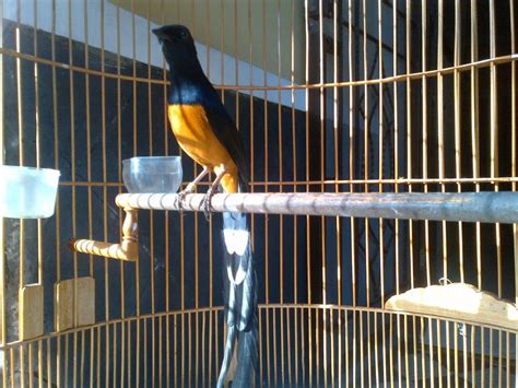  Harga Burung Murai Medan Super 