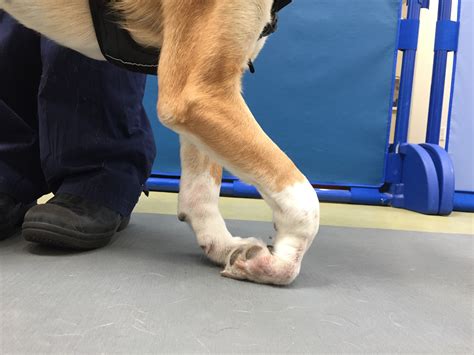  Introduction of Dog Stick Injuries Trauma 