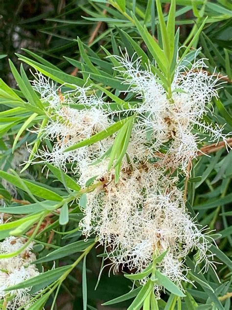 Melaleuca image