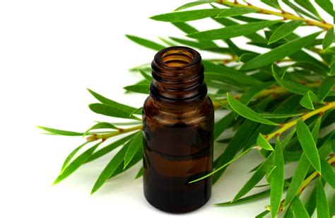 Tea Tree Oil
