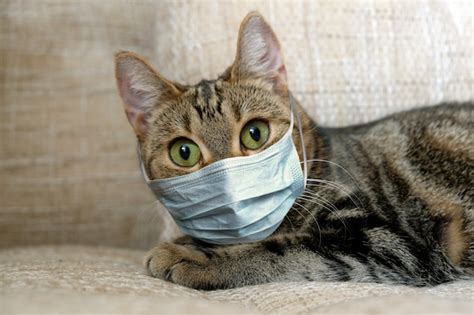 cat-with-medical-mask