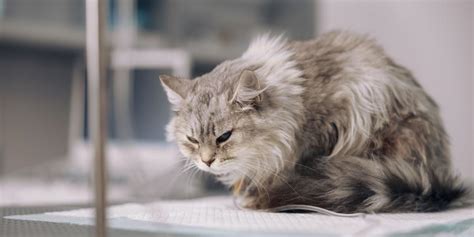Cat chest tightness