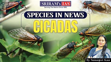 cicadas ecology