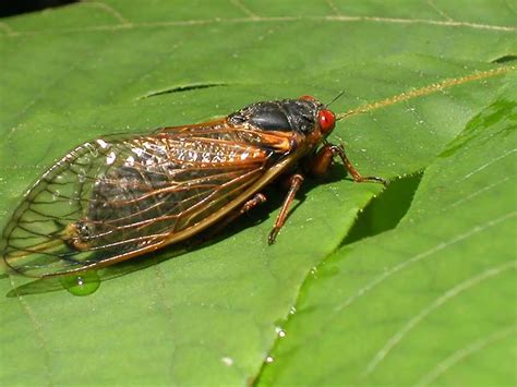cicadas science