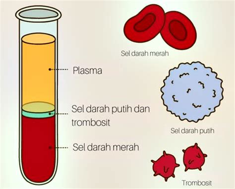 Darah