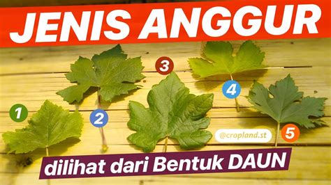 daun varian