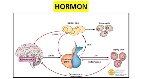 faktor hormon