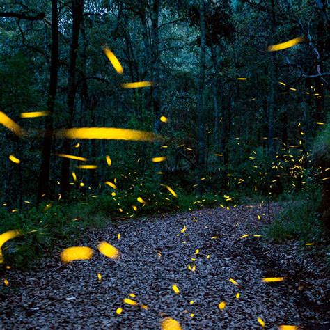Fireflies