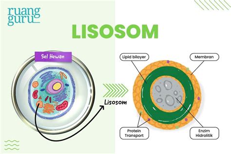 Lisosom Sel
