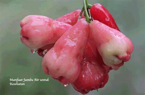 Manfaat Jambu Air