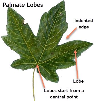 Maple Leaf Lobes