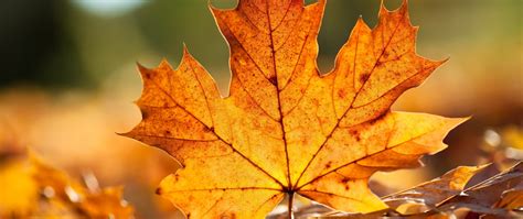 Maple Leaf Veins
