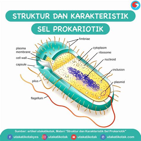 Sel Prokariotik