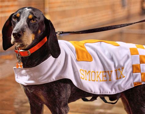 Tennessee Volunteers Dog at a Game
