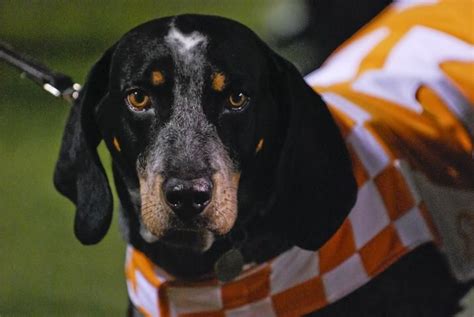 Tennessee Volunteers Dog Comforting a Student