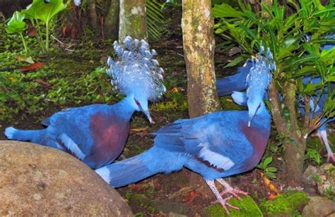 Gambar Deskripsi Mengenai Flora Dan Fauna Endemik Yang Ada Di Hutan Papua