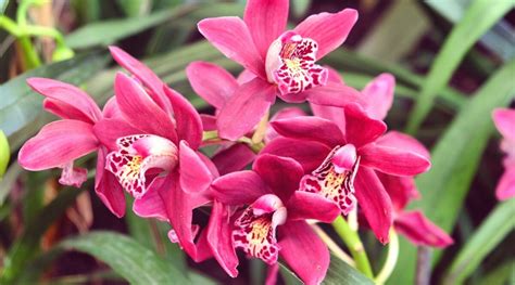0rquideas Cymbidium