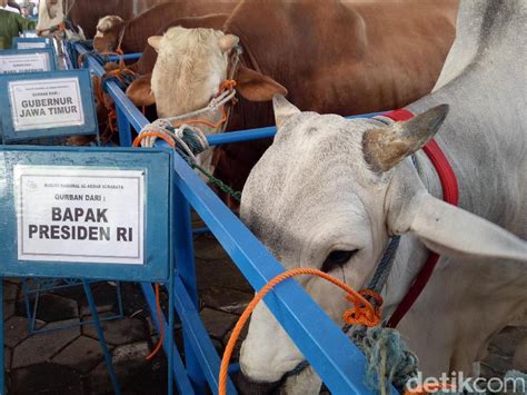 Jual Hewan Qurban Beli sapi qurban gratis potong