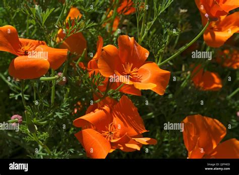 1. CALIFORNIA POPPIES (ESCHCHOLIZA CALIFORNICA)