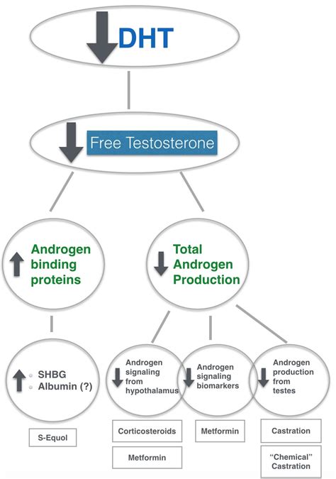 1. Finasteride: Inhibiting DHT Production
