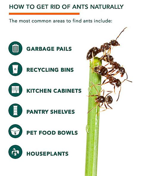1. How to get rid of ants by removing food sources