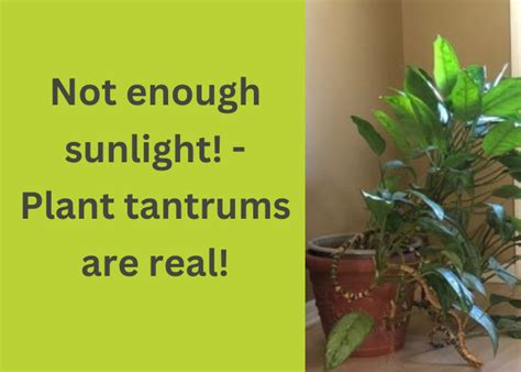 1. Not enough sunlight