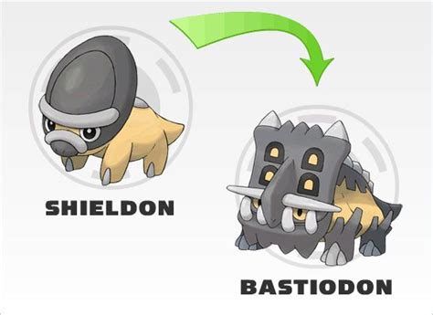 1. SHIELDON