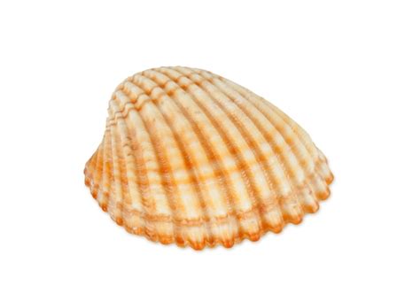 1. Shell