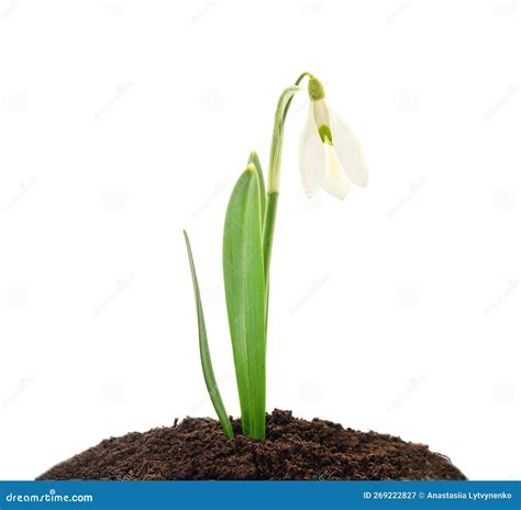1. Snowdrop