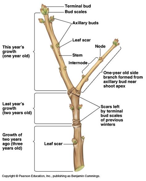 1. Start with a base twig layer