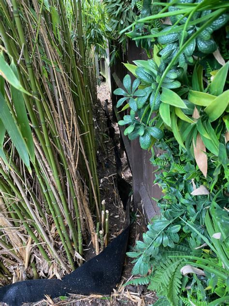 1. Stop bamboo from spreading by installing a sub-surface barrier