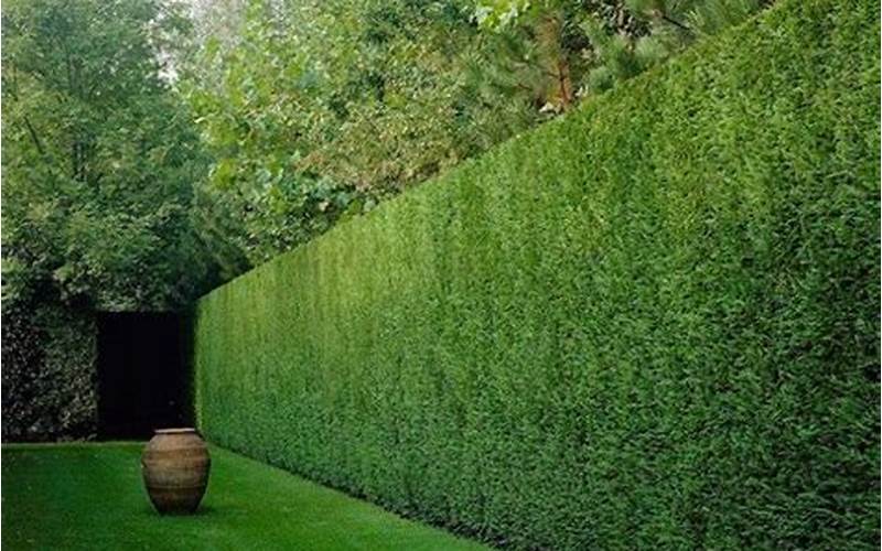 10 Best Hedges For A Privacy Fence That Will Blow Your Mind 👀