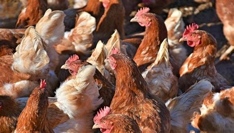 10 Cara Budidaya Ayam Petelur Bagi Pemula