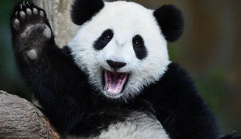 10 Fakta Om Panda