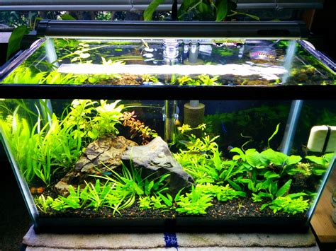 10 Gallon Tank Ideas? My Aquarium Club