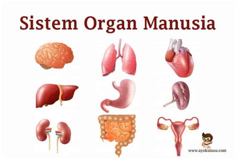 Gambar Organ Tubuh Dalam