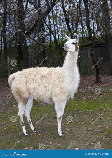 10 . Adult Llama